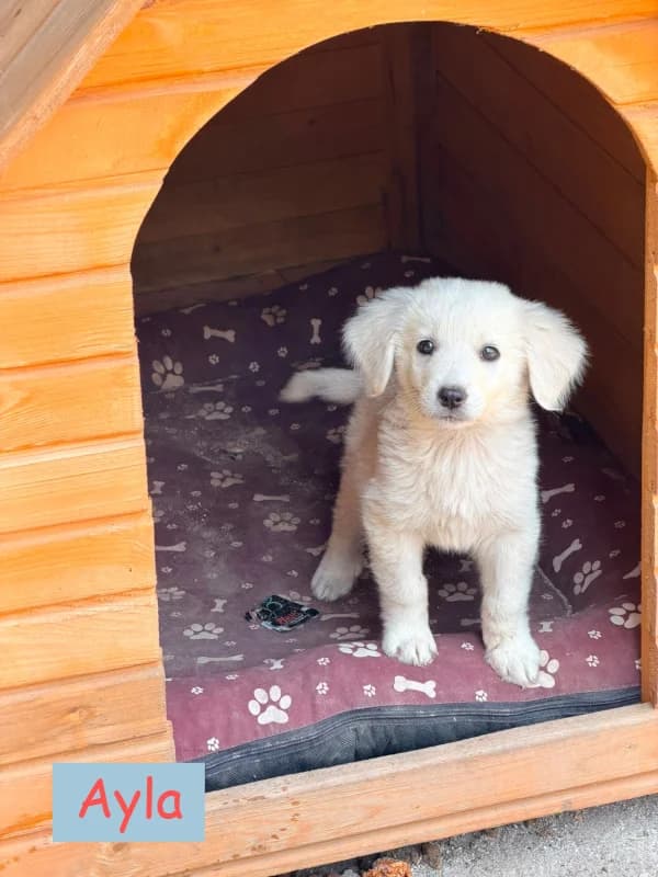 Die Glückspfoten, female puppy mixed breed for adoption at Cats & Dogs in Not, Furth
