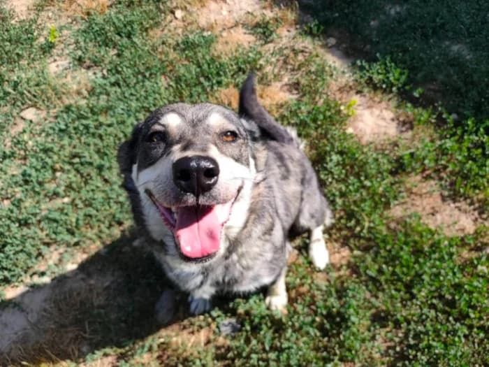 Malna, female 3yo Mixed Breed for adoption at Cats & Dogs in Not, Furth