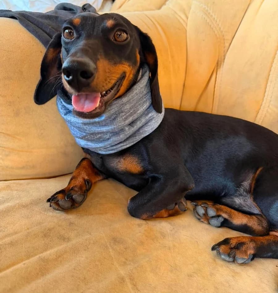 Otto, male young Dachshund for adoption at Cats & Dogs in Not, Furth