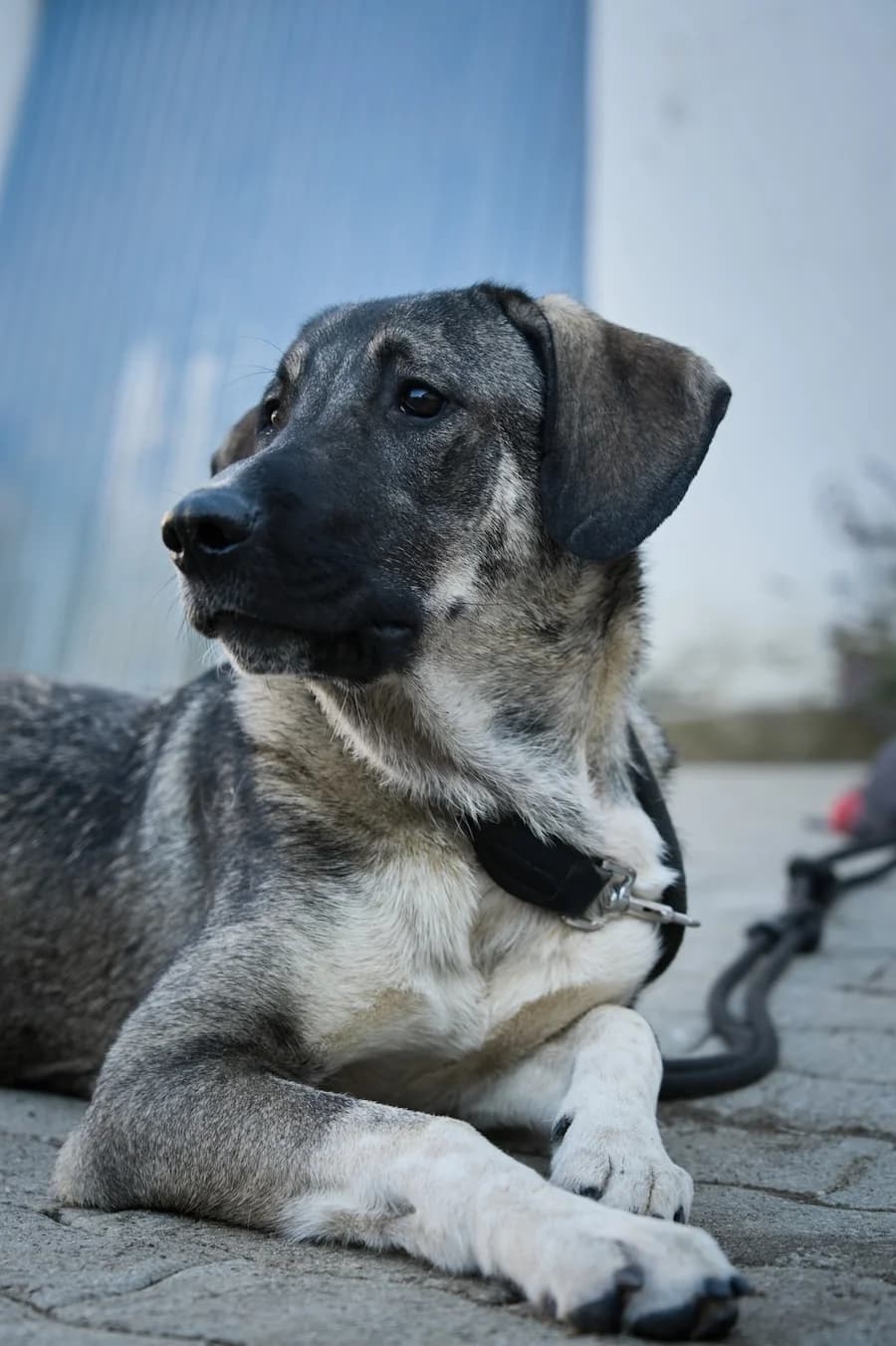 Nup, male young Mixed Breed for adoption at Cats & Dogs in Not, Furth