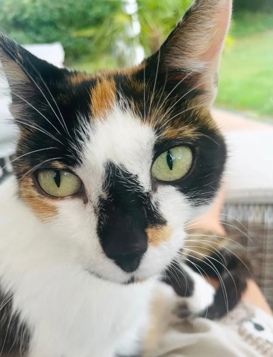 Luna, mixed breed for adoption at Cats & Dogs in Not, Furth