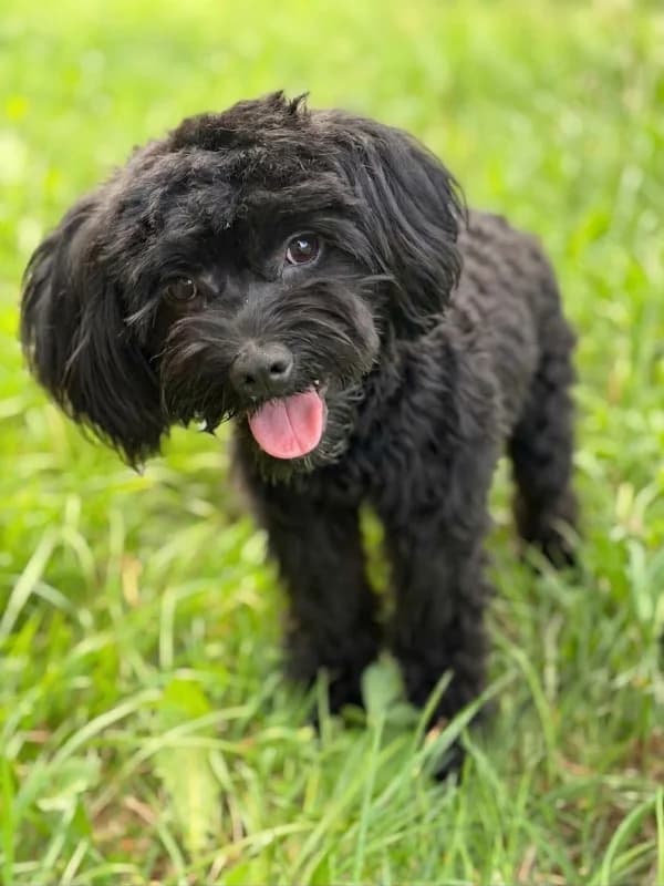 Fritzi, male young Mixed Breed for adoption at Cats & Dogs in Not, Furth