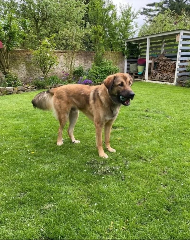 Paul, male 4yo Kangal for adoption at Cats & Dogs in Not, Furth