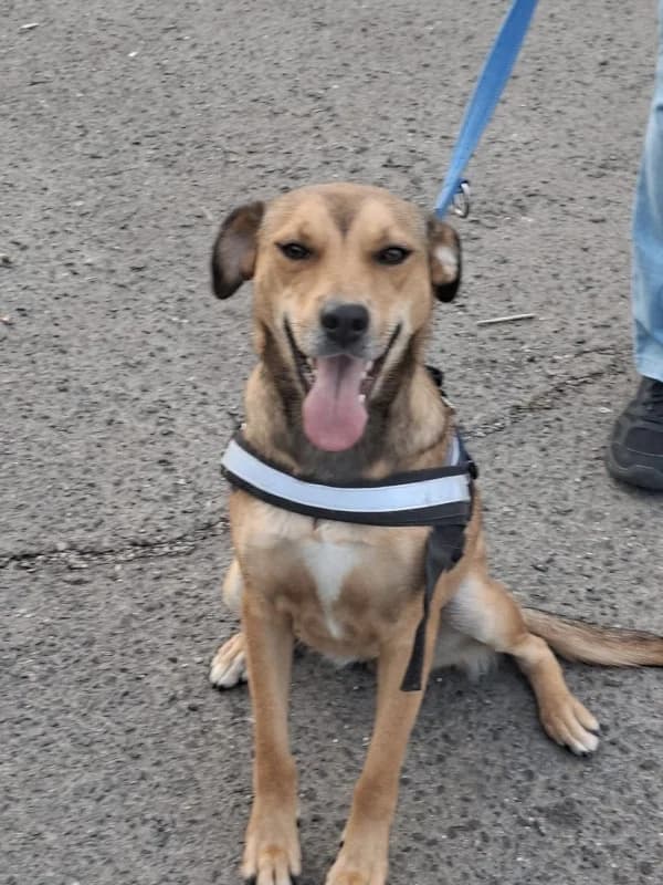 Lizzy, female young Mixed Breed for adoption at Cats & Dogs in Not, Furth