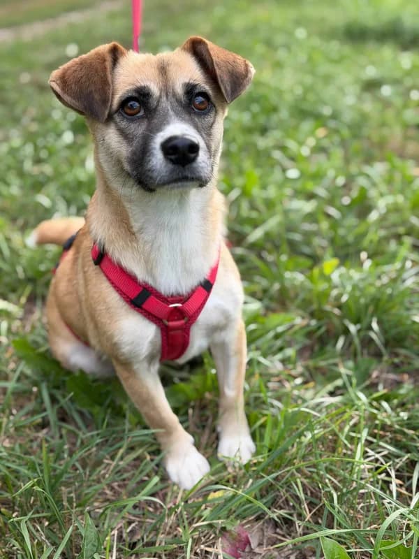 Marcy, female young Mixed Breed for adoption at Cats & Dogs in Not, Furth