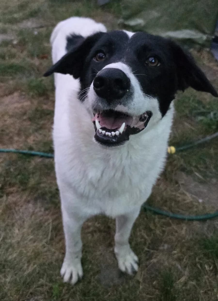 Isabella, female young mixed breed for adoption at Cats & Dogs in Not, Furth