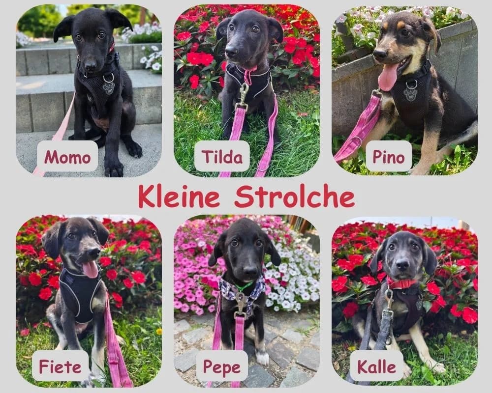 Kleine Strolche, female puppy Mixed Breed for adoption at Cats & Dogs in Not, Furth