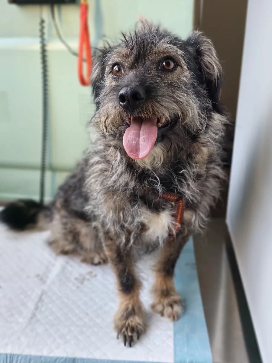 Rufus, male 5yo Mixed Breed for adoption at Cats & Dogs in Not, Furth