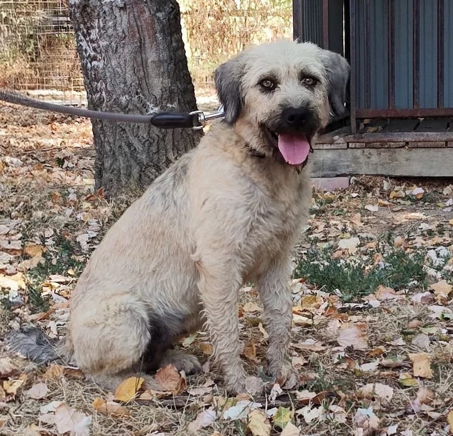 Kiti, female young Mixed Breed for adoption at Cats & Dogs in Not, Furth