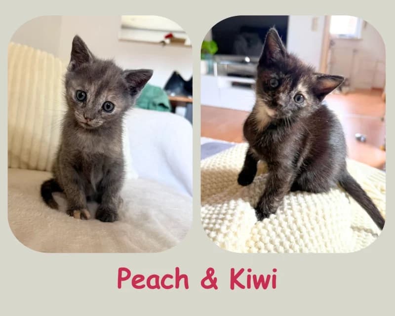 Peach & Kiwi, puppy mixed breed for adoption at Cats & Dogs in Not, Furth