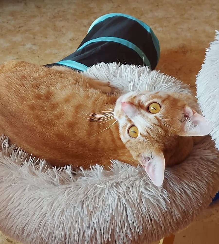 Pumuckl, male young mixed breed for adoption at Cats & Dogs in Not, Furth
