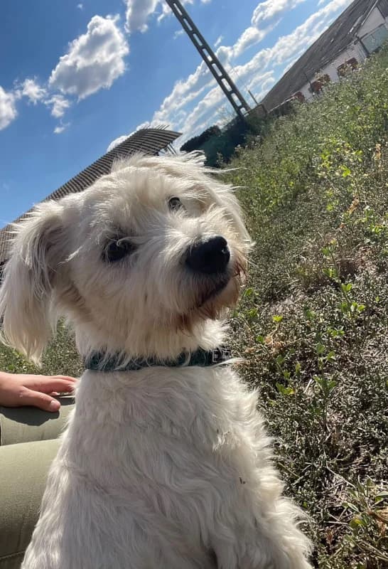 Jessy, female 5yo Bichon Frisé for adoption at Cats & Dogs in Not, Furth
