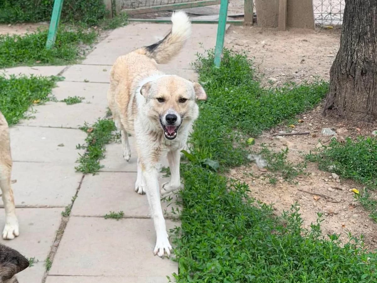 Keno, male young Mixed Breed for adoption at Claudias Herzenshunde, Germany
