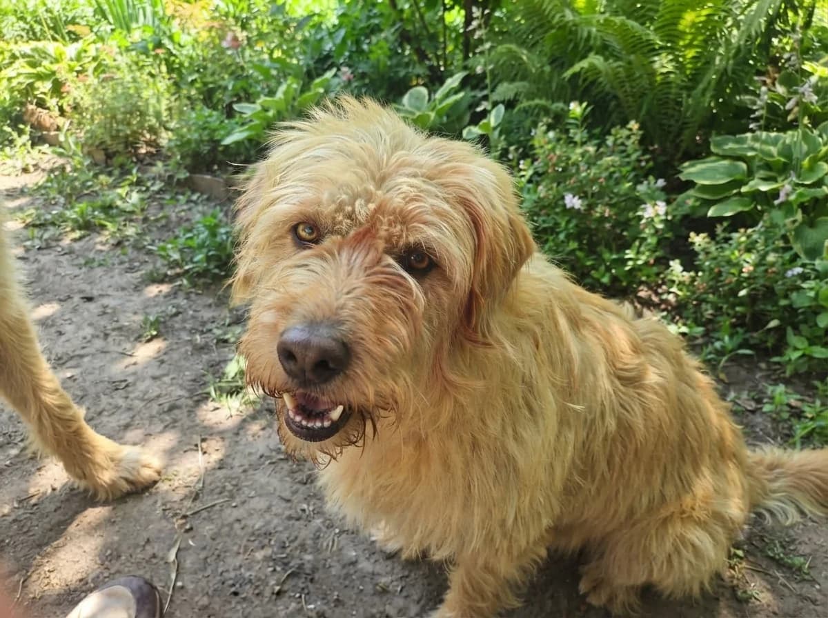 Peet, male young Mixed Breed for adoption at Claudias Herzenshunde, Germany