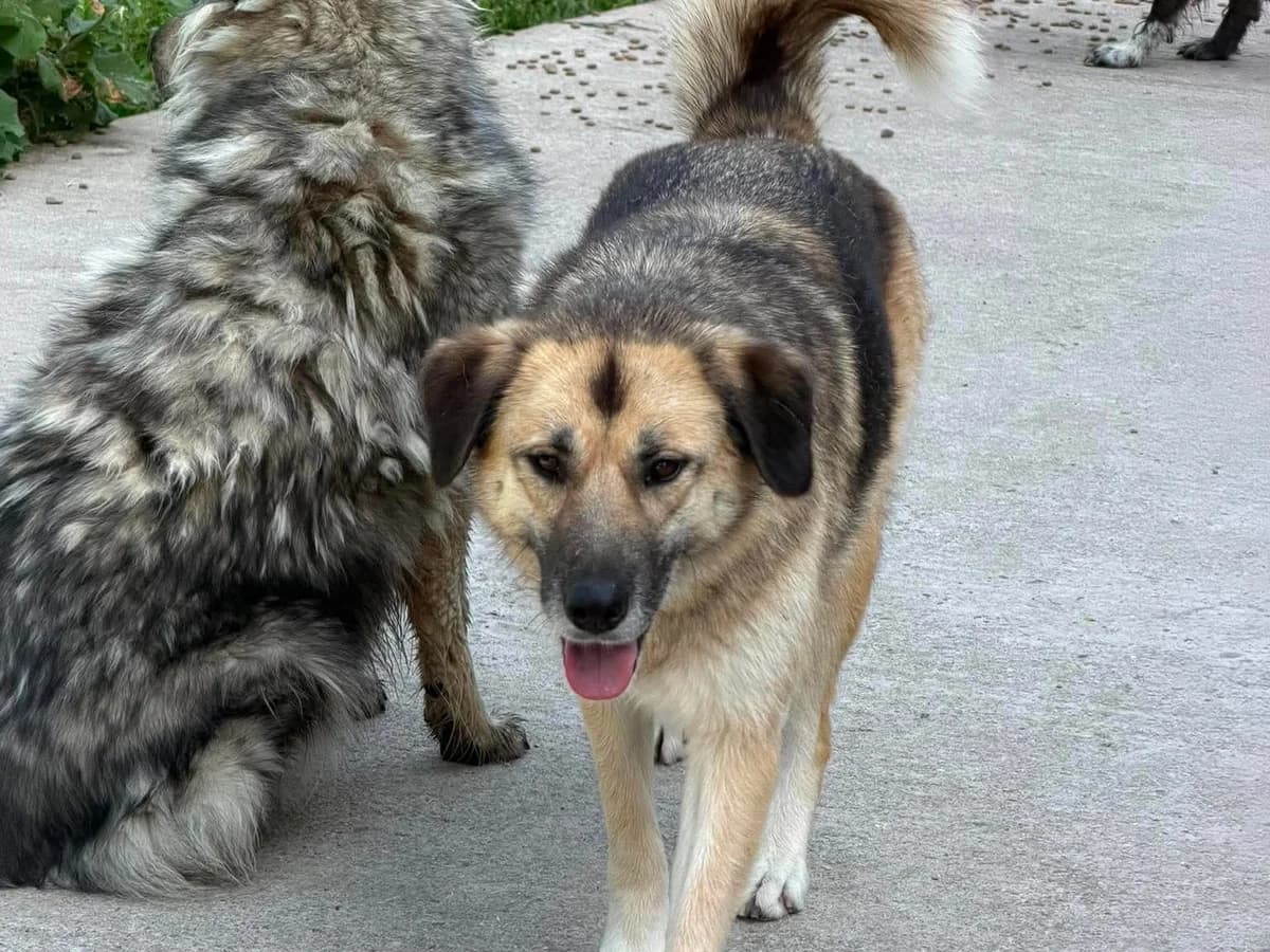 Ahavah, female young Mixed Breed for adoption at Claudias Herzenshunde, Germany