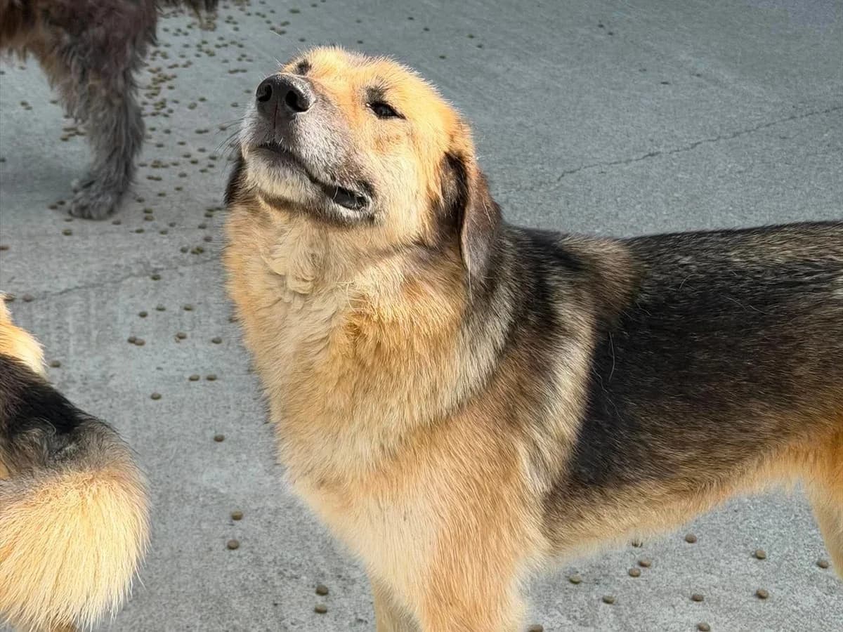 Ahavah, female young Mixed Breed for adoption at Claudias Herzenshunde, Germany