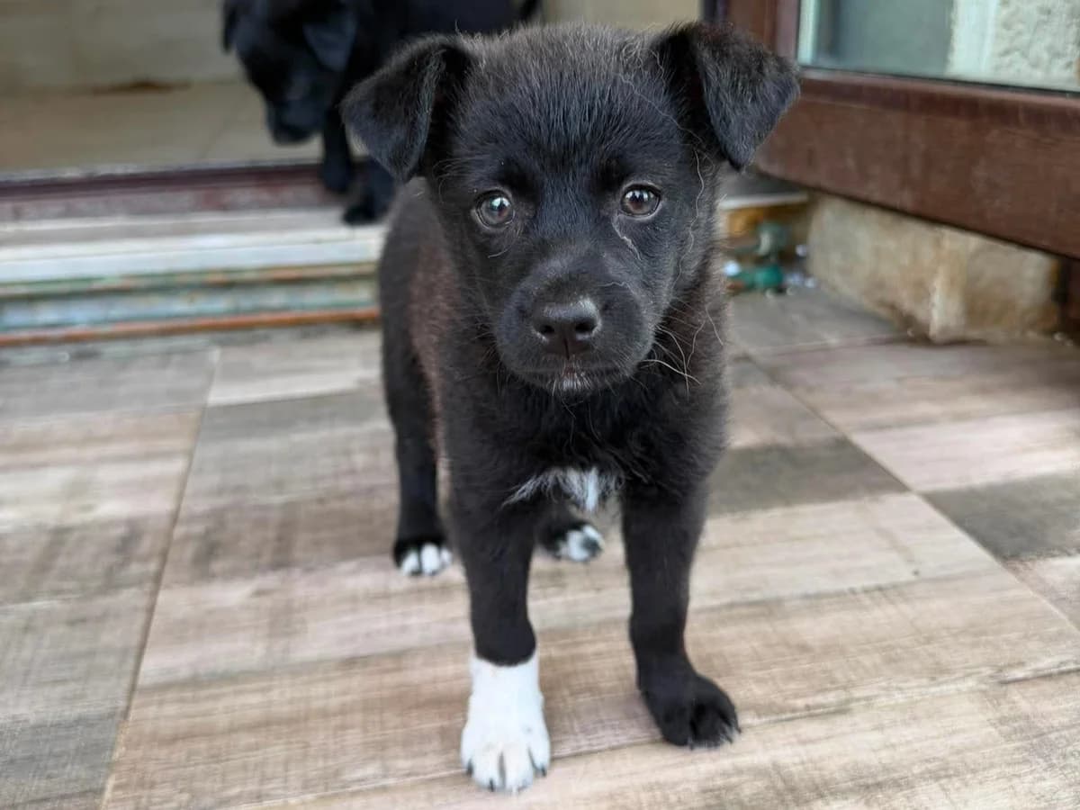 Angel RESERVIERT, female puppy Mixed Breed for adoption at Claudias Herzenshunde, Germany
