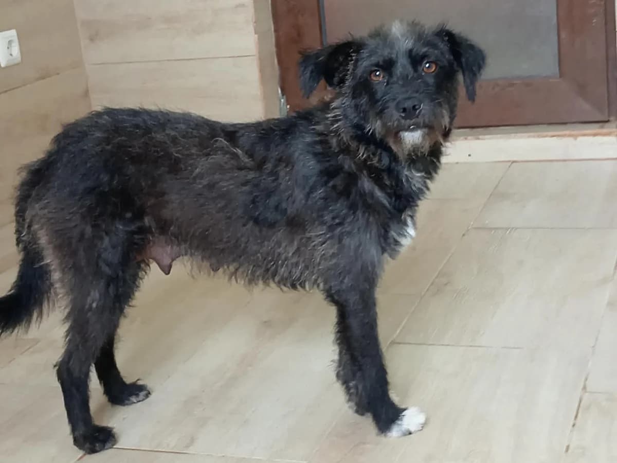 Anouke, female young Mixed Breed for adoption at Claudias Herzenshunde, Germany