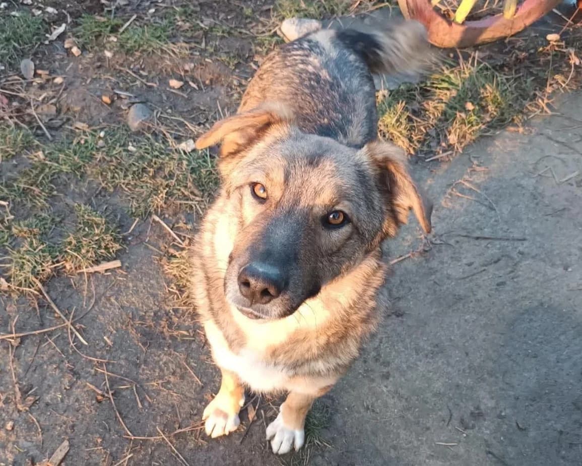 Anton, male young Mixed Breed for adoption at Claudias Herzenshunde, Germany