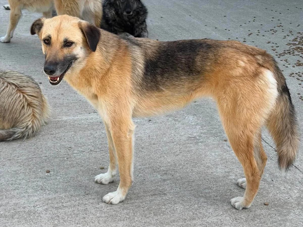 Avani, female young Mixed Breed for adoption at Claudias Herzenshunde, Germany