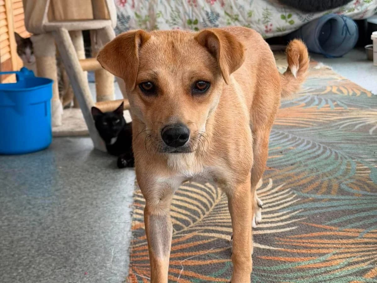 Biene, female young Mixed Breed for adoption at Claudias Herzenshunde, Germany