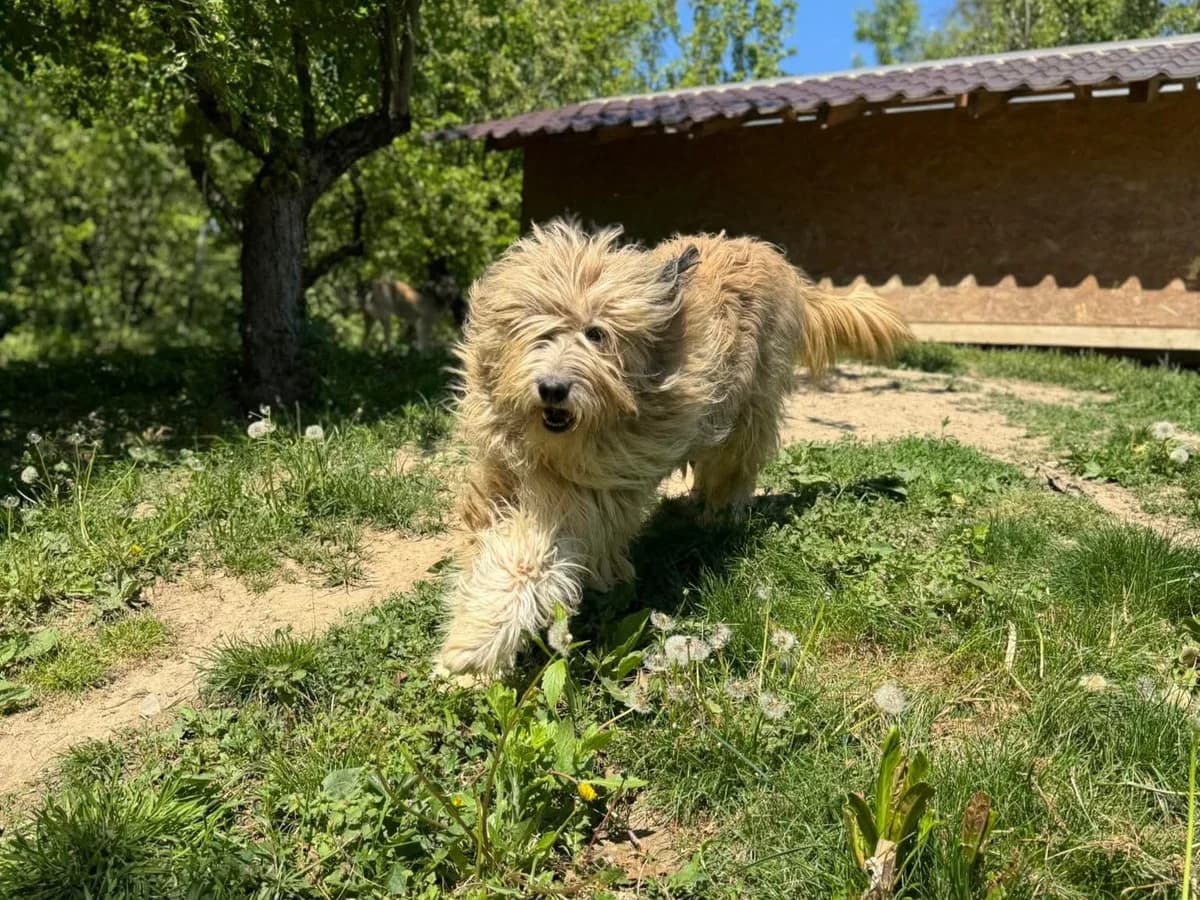 Blanca, female young Mixed Breed for adoption at Claudias Herzenshunde, Germany