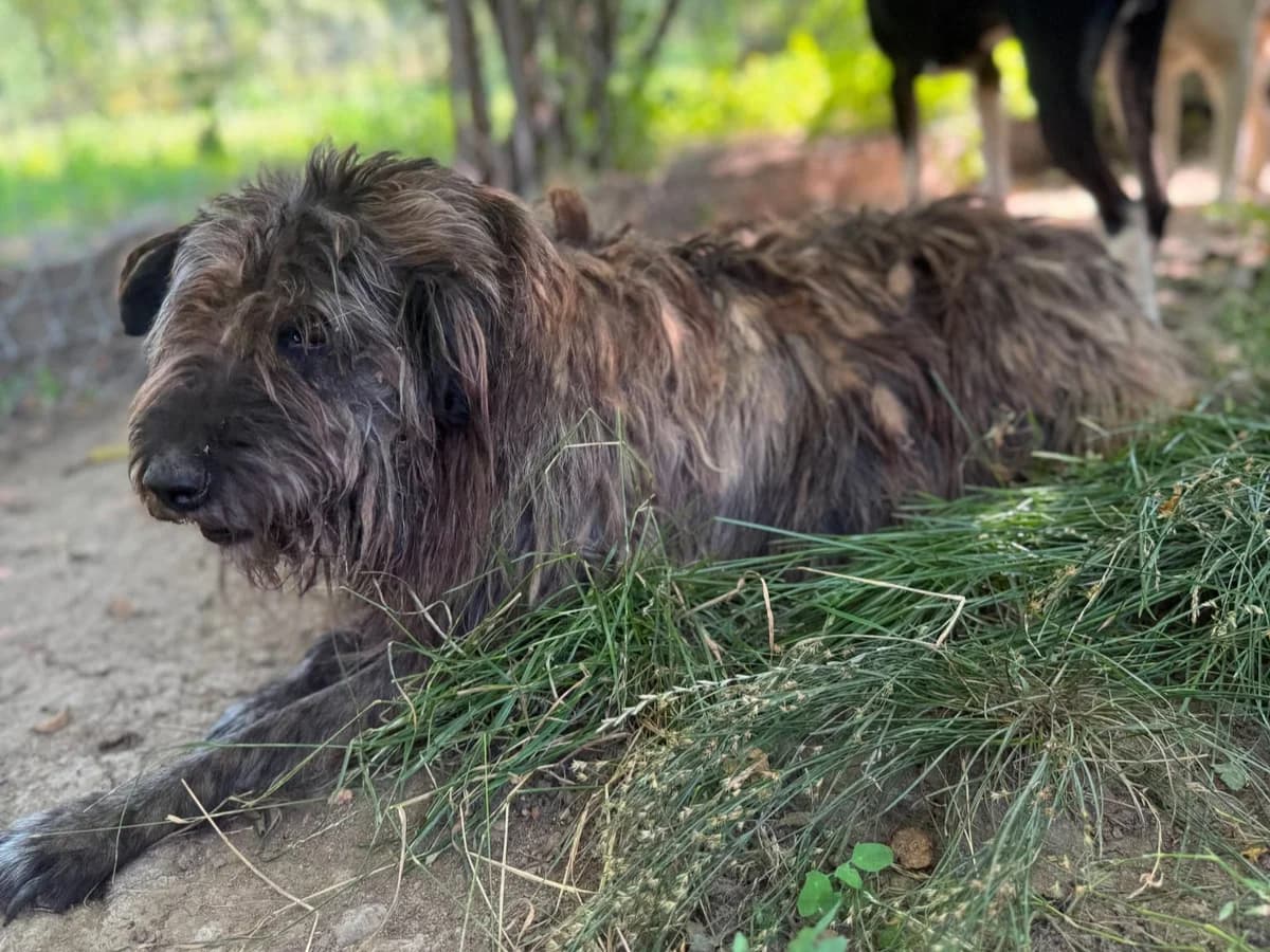 Brave, female young Mixed Breed for adoption at Claudias Herzenshunde, Germany