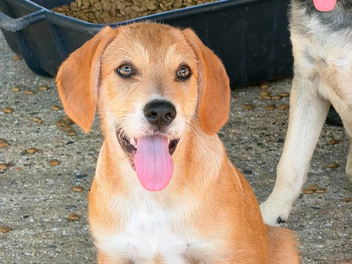 Cajo RESERVIERT in 31863 Coppenbrügge, male puppy Mixed Breed for adoption at Claudias Herzenshunde, Germany