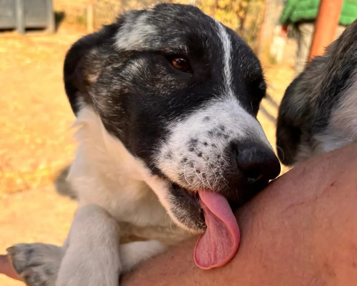 Charles, male young Mixed Breed for adoption at Claudias Herzenshunde, Germany