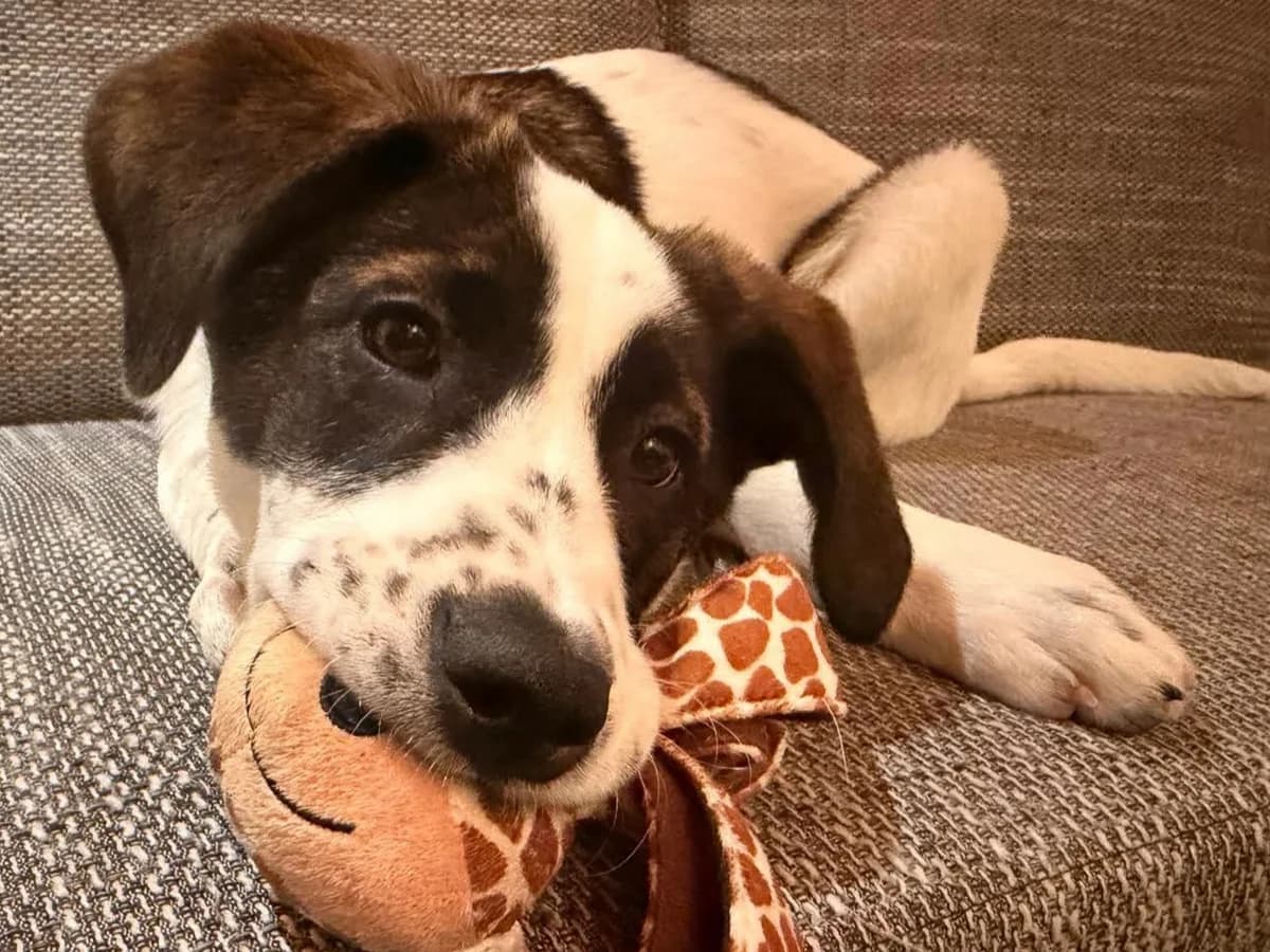 Cherie in 85461 Bockhorn, female puppy Mixed Breed for adoption at Claudias Herzenshunde, Germany