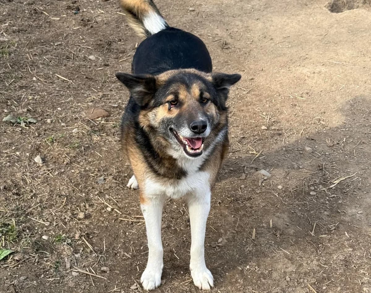 Cliff, male young Mixed Breed for adoption at Claudias Herzenshunde, Germany