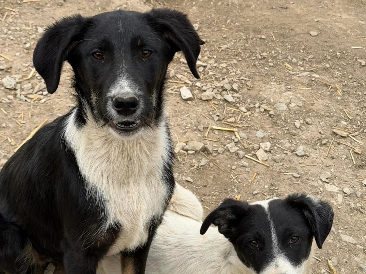 Daika, female puppy Mixed Breed for adoption at Claudias Herzenshunde, Germany
