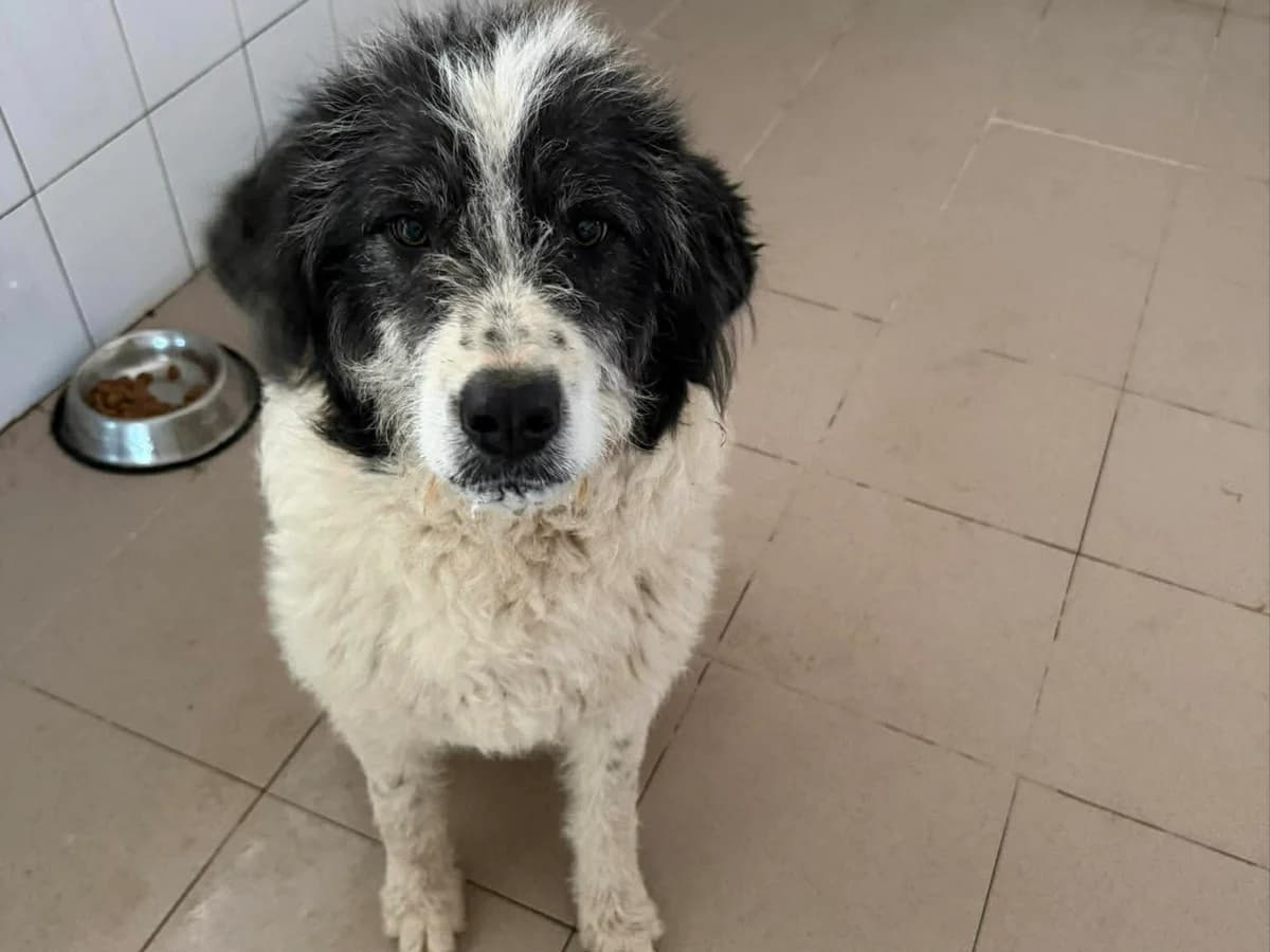 Dalia, Mixed Breed for adoption at Lucky Paws North Macedonia, Skopje