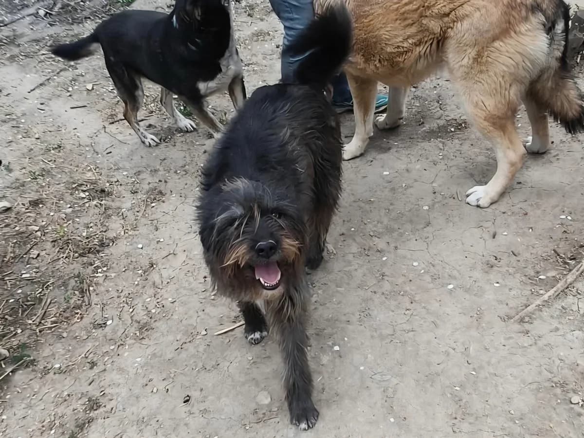 Danella, female young Mixed Breed for adoption at Claudias Herzenshunde, Germany