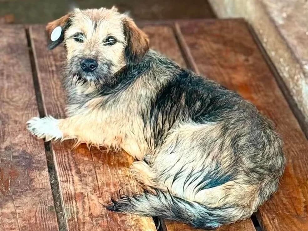 Daphne, female puppy Mixed Breed for adoption at Claudias Herzenshunde, Germany