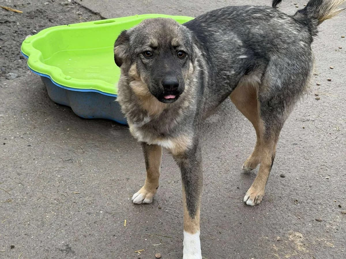 Delia, female young Mixed Breed for adoption at Claudias Herzenshunde, Germany