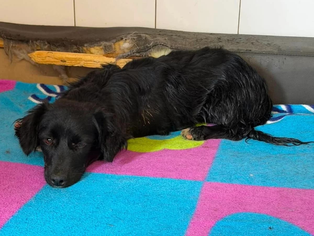 Denia, female puppy Mixed Breed for adoption at Claudias Herzenshunde, Germany