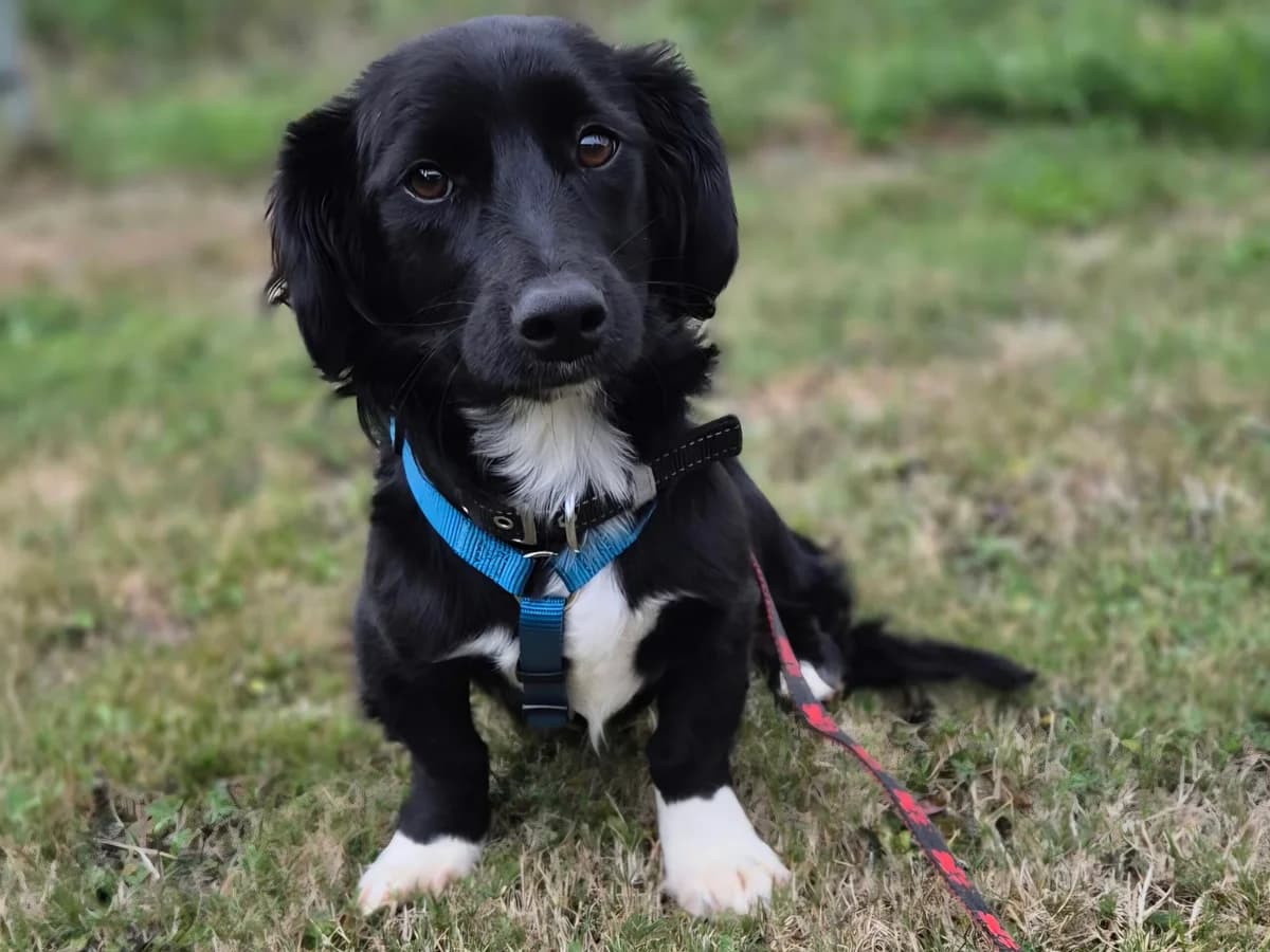 Denia in 55430 Urbar, female puppy Mixed Breed for adoption at Claudias Herzenshunde, Germany