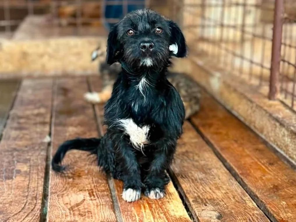 Dollie RESERVIERT in 47137 Duisburg, female puppy Mixed Breed for adoption at Claudias Herzenshunde, Germany
