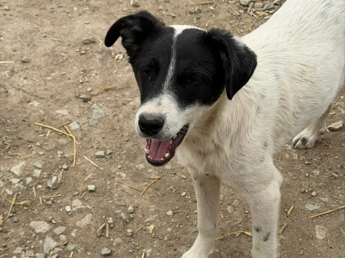 Dunja, female puppy Mixed Breed for adoption at Claudias Herzenshunde, Germany