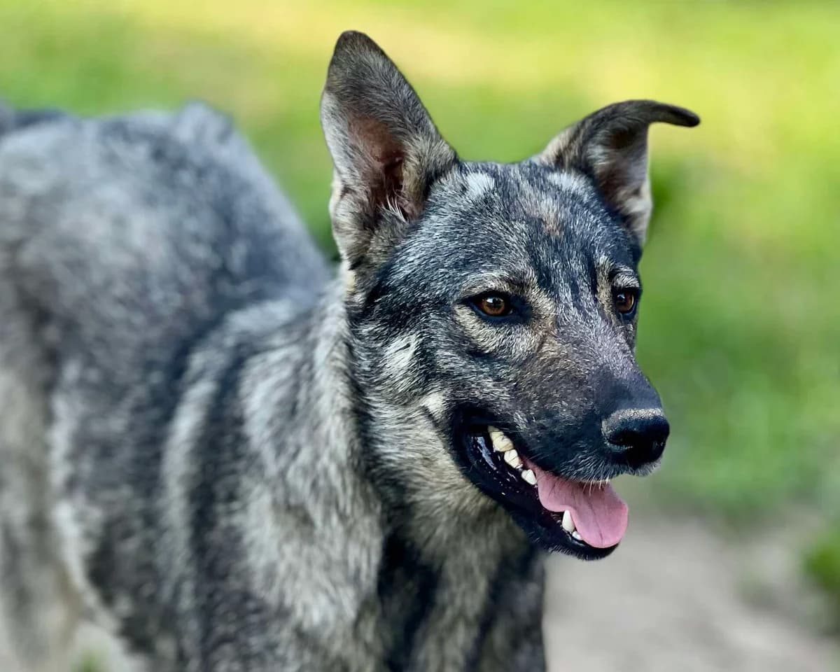 Elfie, female young Mixed Breed for adoption at Claudias Herzenshunde, Germany