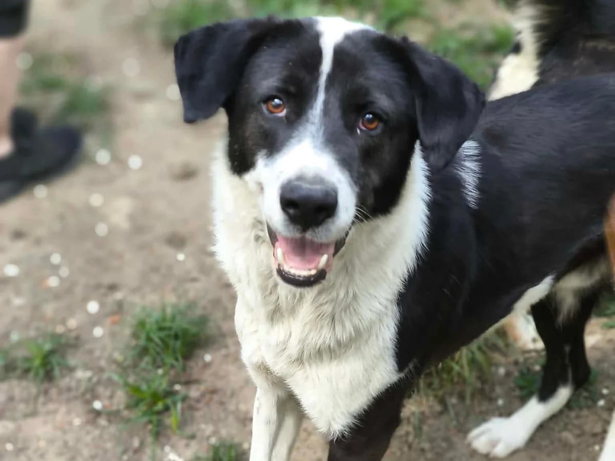 Eliah, male young Mixed Breed for adoption at Claudias Herzenshunde, Germany