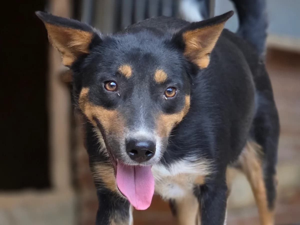 Fanny, female young Mixed Breed for adoption at Claudias Herzenshunde, Germany