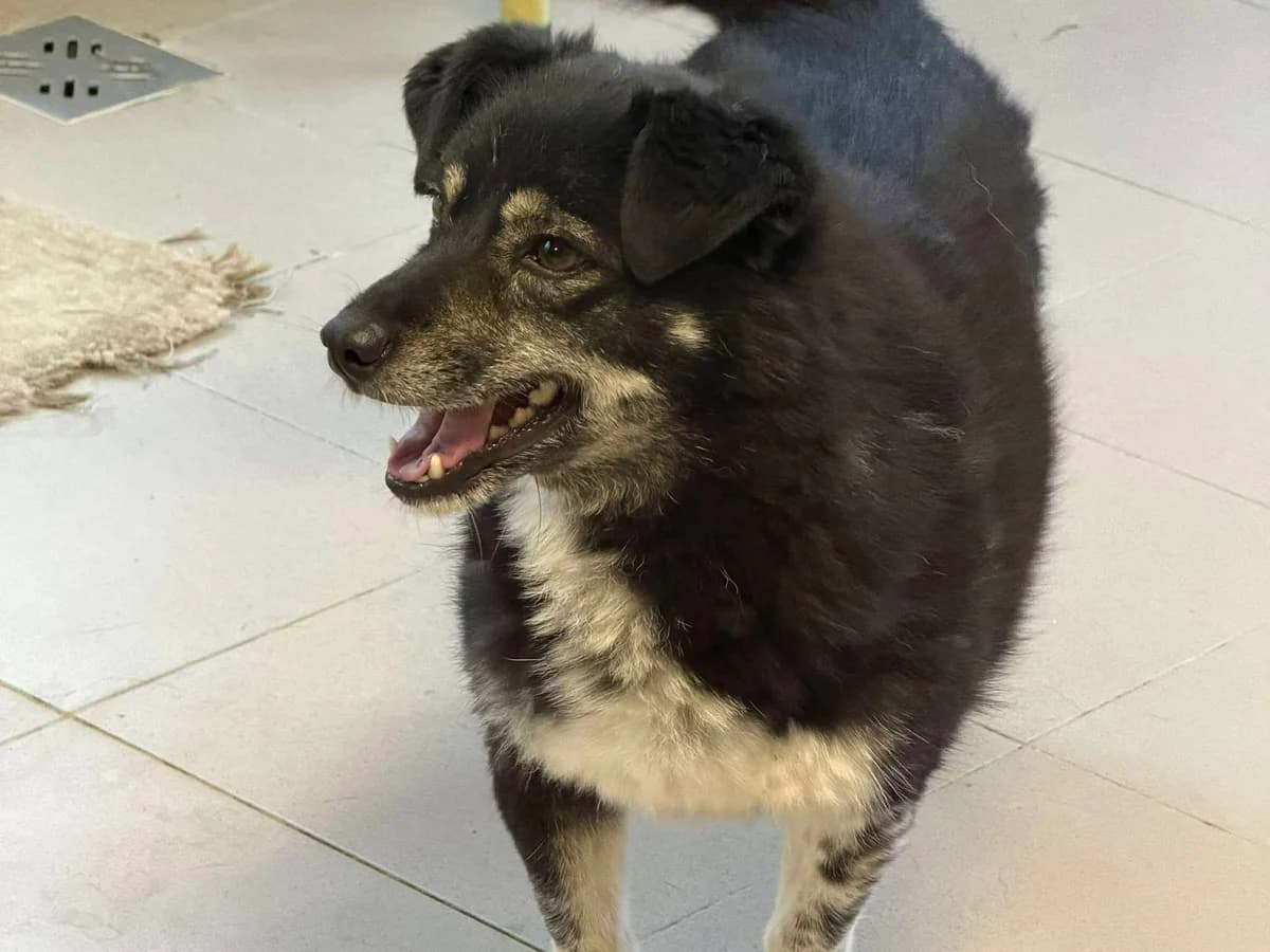 Felicia in 74239 Hardthausen, female young Mixed Breed for adoption at Claudias Herzenshunde, Germany