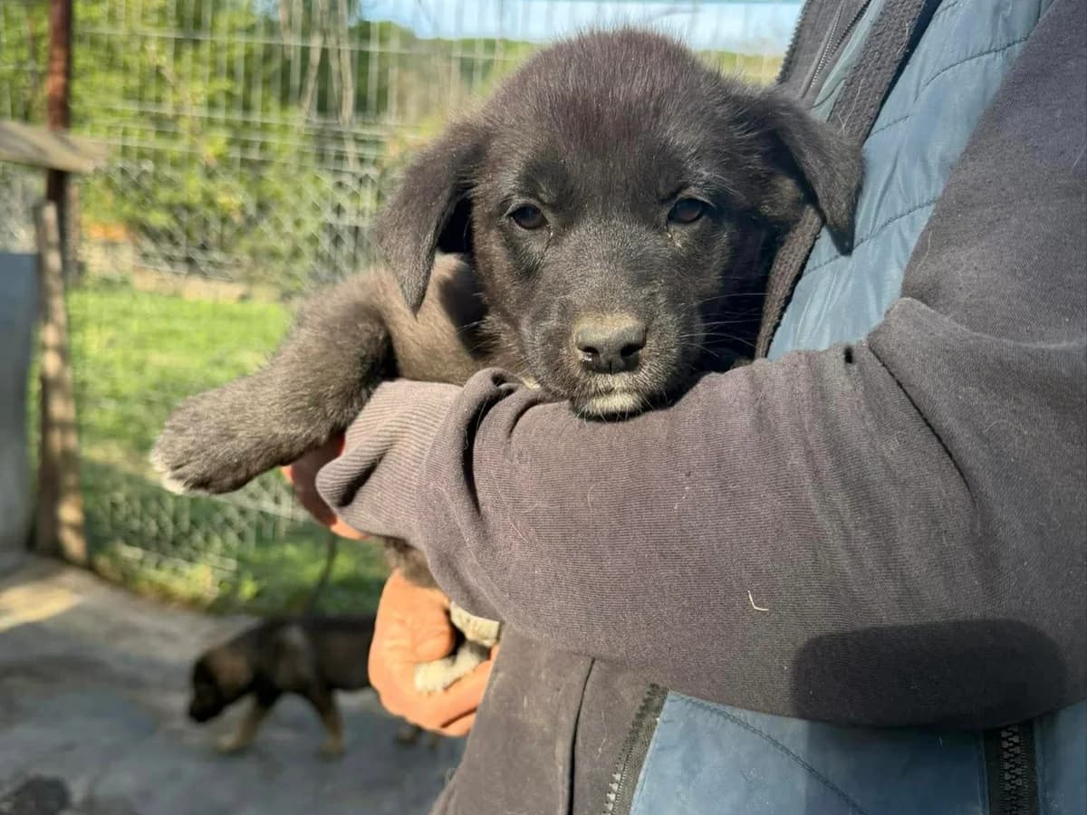 Fenja, female puppy Mixed Breed for adoption at Claudias Herzenshunde, Germany