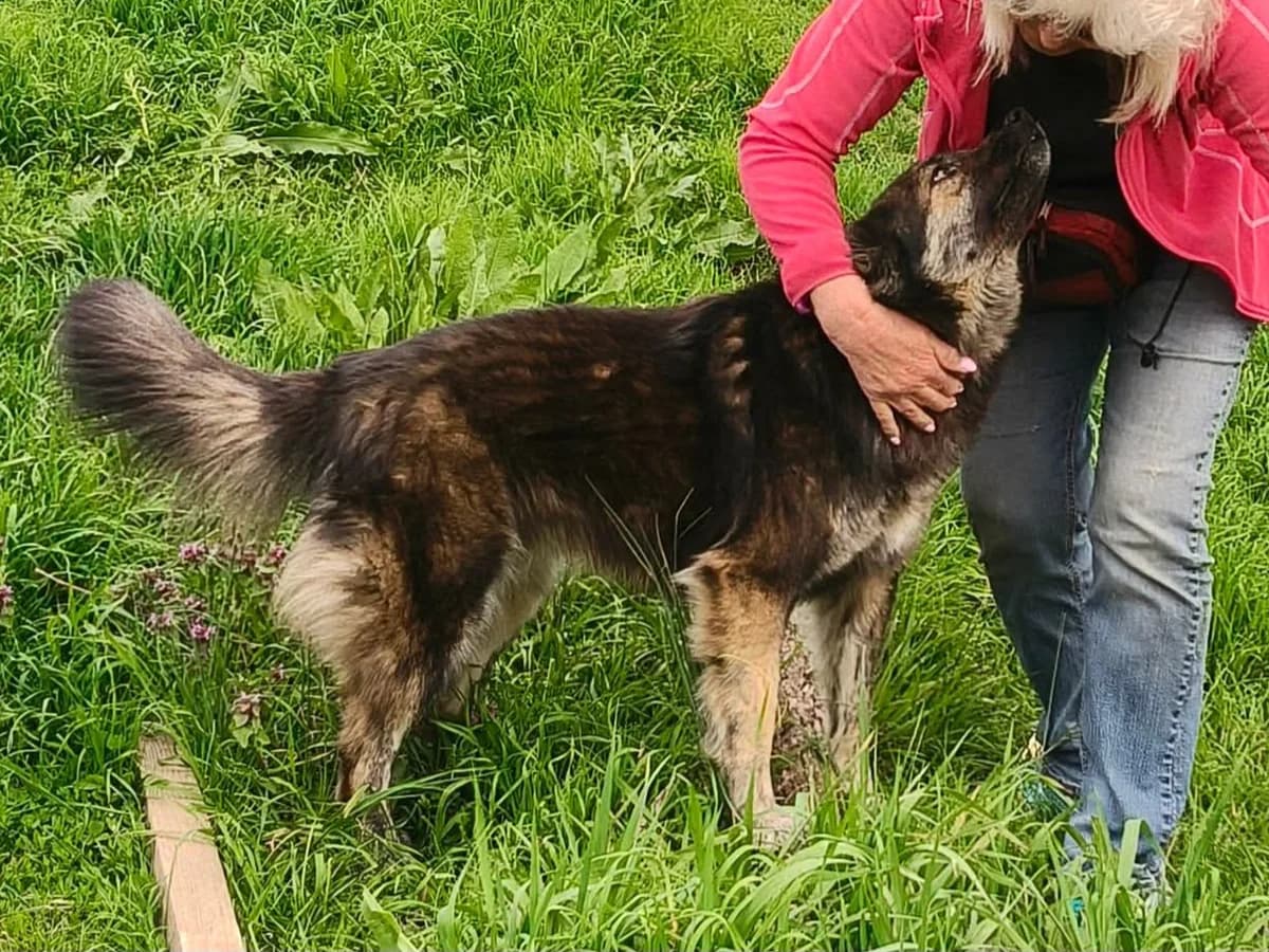 Filou, female young Mixed Breed for adoption at Claudias Herzenshunde, Germany