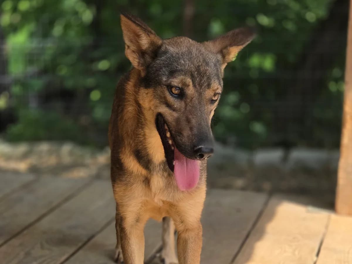 Gracy, female young Mixed Breed for adoption at Claudias Herzenshunde, Germany