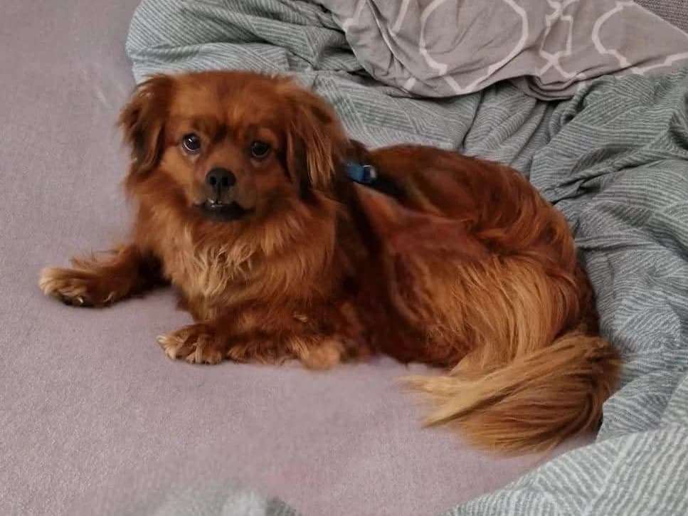 Happy in 38536 Meinersen, male young Mixed Breed for adoption at Claudias Herzenshunde, Germany