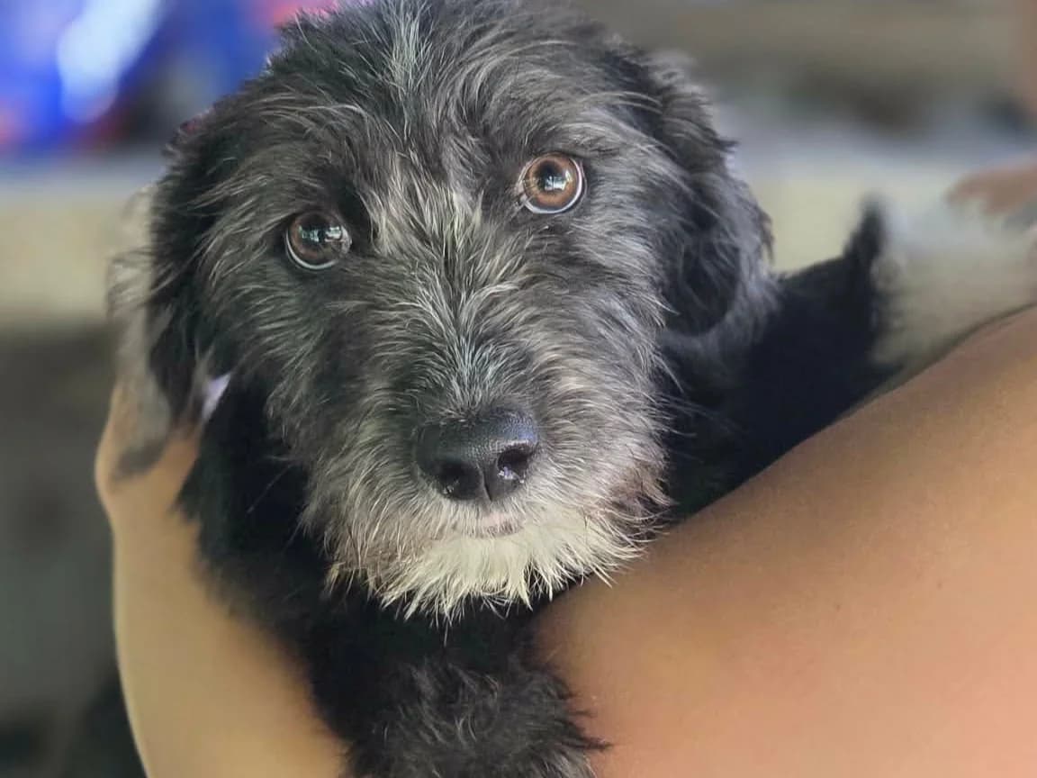 Hermine RESERVIERT, female puppy Mixed Breed for adoption at Claudias Herzenshunde, Germany