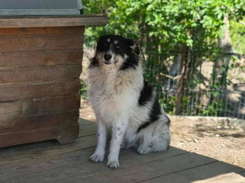 Honey, female young Mixed Breed for adoption at Claudias Herzenshunde, Germany